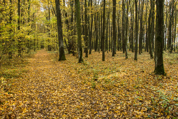 Obraz premium Road through an autumnal forest
