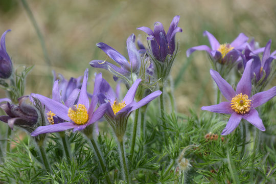 K&uuml;chenschelle - Kuhschellen - Pulsatilla
