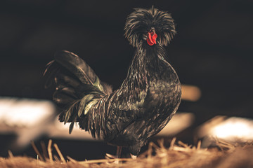 Schwarzer Hahn mit geschwollener Brust © Patrick Altrogge