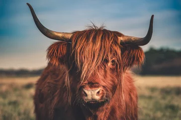 Fond de hotte en verre imprimé Highlander écossais Portrait de bétail des Highlands