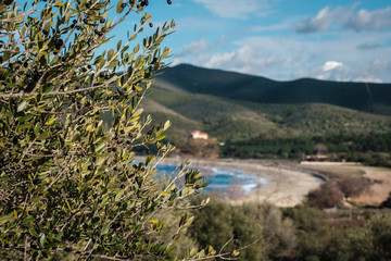 Fototapeta na wymiar Black olives on tree and Lozari beach in Corsica
