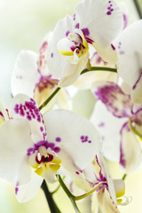 Fototapeta na wymiar Branch of blooming pink orchid close up