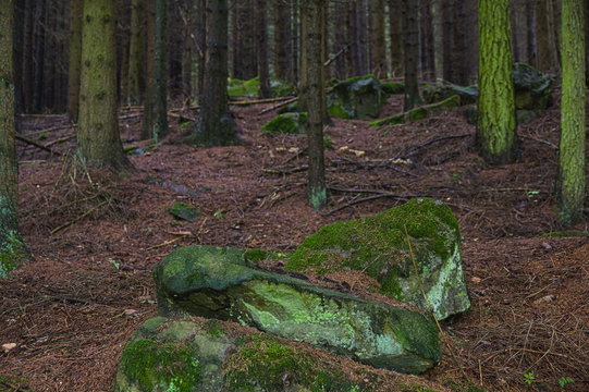 Stones and trees in the Bavarian forest