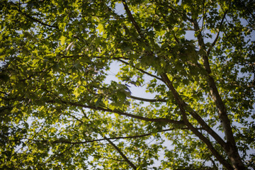 Baum mit Äste und Blätter