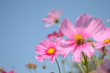 Fototapeta na wymiar Beautiful and Cute Pink Flower in Garden.