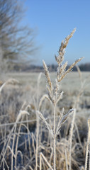 Fototapeta premium frozen grass in the sunshine