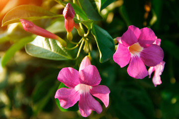 Beautiful garlic vine flower in the garden.