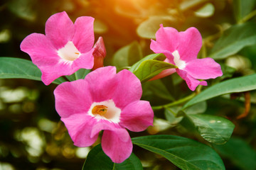 Obraz premium Beautiful garlic vine flower in the garden.