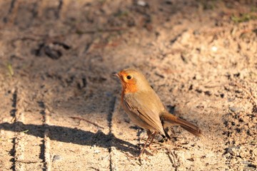 Rouge gorge