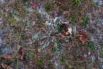 Die Pflanzen überleben auch bei Frost