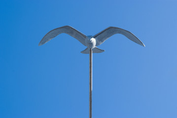 seagull