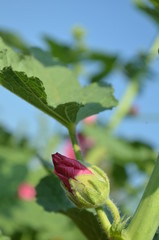 Beautiful and Cute Pink Flower in Garden.