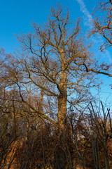 Eichen im Winter reckem sich dem Himmel entgegen