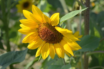 Beautiful Yellow Flower in Garden.