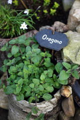 Oregano im Kr&auml;uterbeet