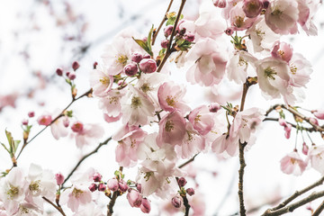 Sakura flowers blossom. Japan cherry tree in garden, spring time. Toned photo
