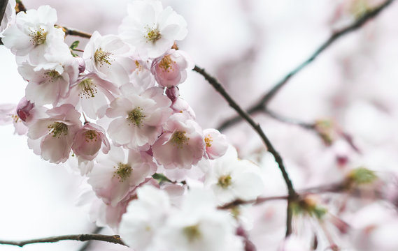 Sakura flowers blossom. Japan cherry tree in garden, spring time. Toned photo