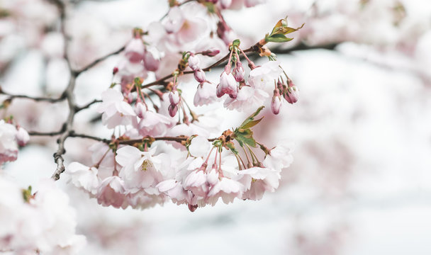 Sakura flowers blossom. Japan cherry tree in garden, spring time. Toned photo