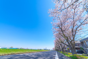 Obraz premium 桜 花見 新生活 都内 都心 東京 首都 自転車