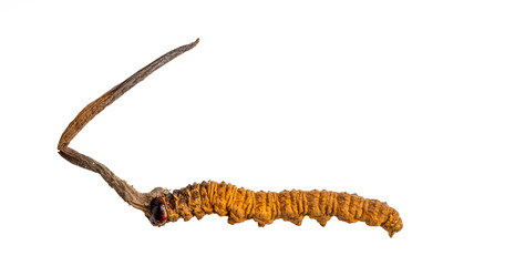 cordycepe sinensis (CHONG CAO, DONG CHONG XIA CAO) or mushroom cordyceps this is a herbs on isolated background. Medicinal properties in the treatment of diseases. National organic medicine.