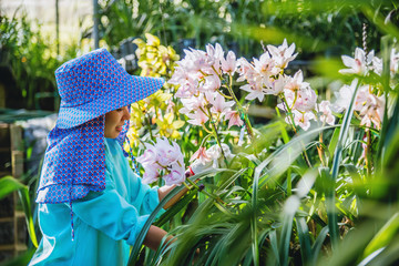 worker gardener is taking care of the orchid flower in garden. orchid Plantation cultivation....