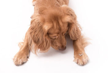 Golden cocker spaniel dog photo shoot isolated on white background