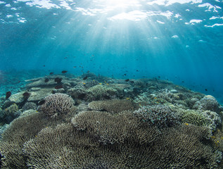 Healthy coral reef Manado Indonesia