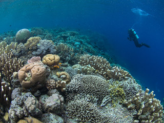 Fototapeta na wymiar Healthy coral reef Manado Indonesia and scuba diver
