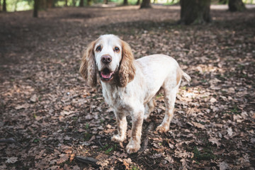 a red Hungarian vizsla dog isolated on white background