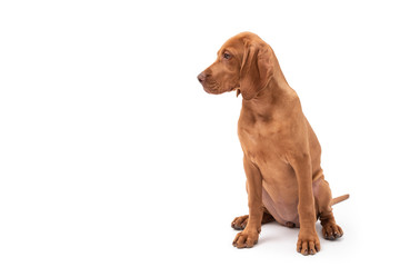 a red Hungarian vizsla dog isolated on white background