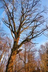 Die Bäume wachsen in den blauen Winterhimmel
