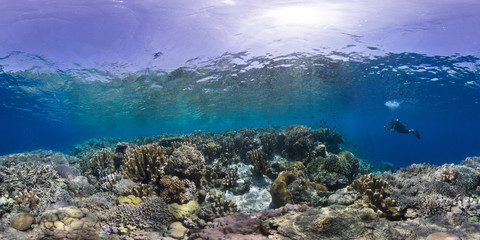 Coral reef Manado Indonesia © The Ocean Agency
