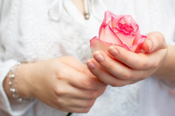 Pink rose in the hands of a ga pink rose in the hands of a girl. beautiful hands. A gift to your beloved.
