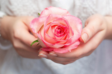 Pink rose in the hands of a ga pink rose in the hands of a girl. beautiful hands. A gift to your beloved.