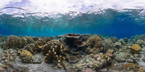Healthy Coral Reef in Manado, Indonesia from Coral Restoration Site © The Ocean Agency