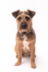 small border terrier dog isolated on white background