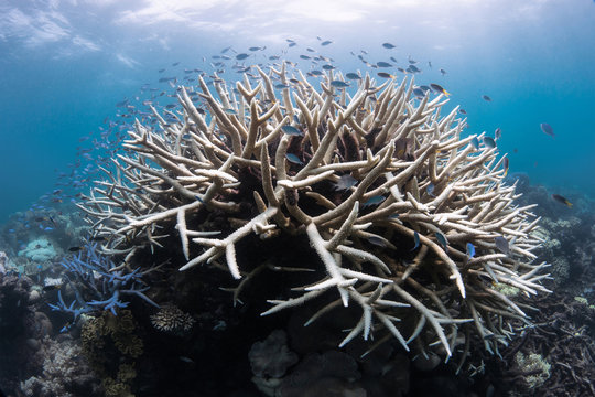 Coral bleaching on reef