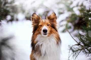 Beautiful dog breed Sheltie in the winter forest