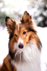 Beautiful dog breed Sheltie in the winter forest