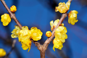 ソシンロウバイ