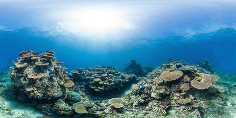 Healthy coral reef panorama