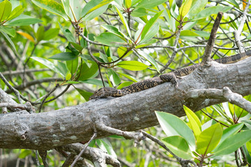 Lizard