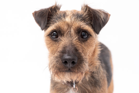 small border terrier dog isolated on white background