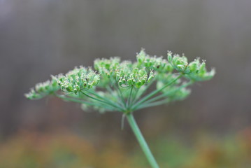 Wilde Möhre (Daucus carota subsp. carota)