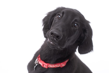 a black Labrador puppy isolated on white background