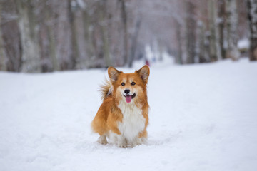 corgi fluffy portrait