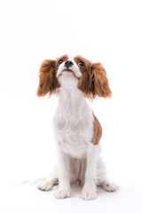 a small king charles spaniel sitting isolated on white background