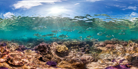 Healthy coral reef and school of fish in Palmyra panorama