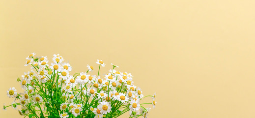 Bright and cheerful chamomile flower banner