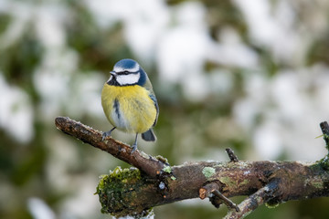 Blue Tit